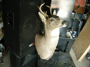 lot 54 image: Deer Head Mount