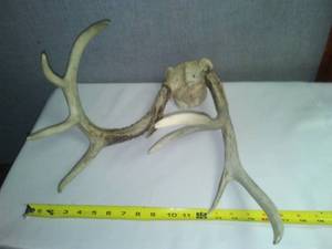 lot 106 image: Set of buck antlers.  rare deformed oddity.