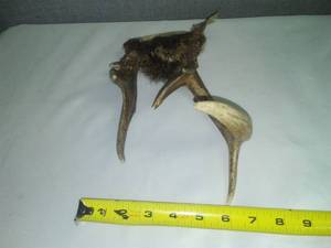 lot 107 image: Set of set of Buck Antlers. Rare deformed