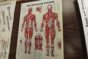 lot 394 image: The skeletal system