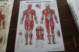 lot 393 image: The skeletal system