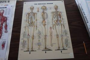 lot 392 image: The skeletal system