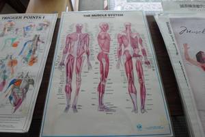 lot 390 image: Muscle system