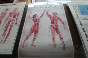 lot 389 image: Muscles in motion