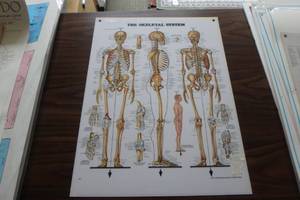 lot 384 image: The skeletal system
