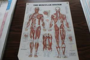 lot 383 image: The muscular system