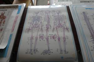 lot 382 image: The skeletal system
