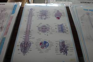 lot 381 image: Spinal anatomy
