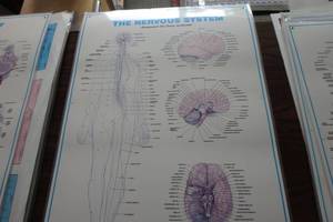 lot 380 image: The nervous system