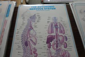 lot 379 image: The autonomic nervous system
