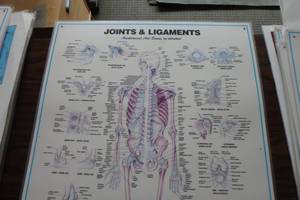 lot 378 image: Joints and ligaments