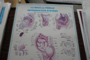 lot 377 image: Reproductive systems