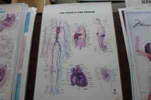 lot 376 image: Vessels and organs