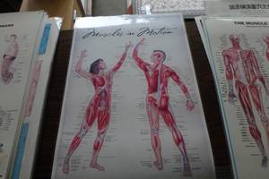 lot 375 image: Muscles in motion