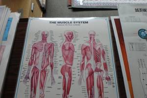 lot 374 image: Muscle system