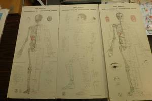 lot 398 image: The newest Illustrations of acupuncture points