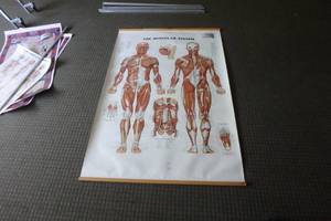 lot 424 image: Large Muscular System chart