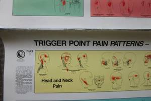 lot 427 image: Trigger Point pain patterns set