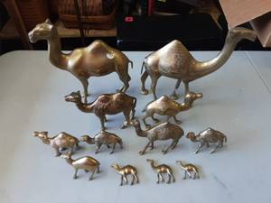 Camels
