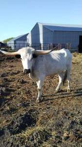 Longhorn