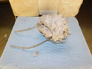 lot 68 image: Wasp Nest