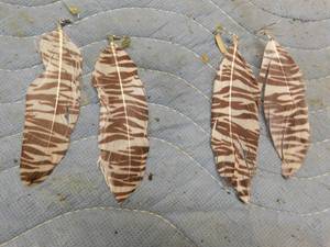 lot 175 image: Hippy Feather Earings