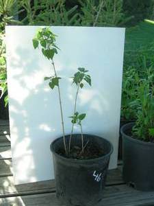 1.5 ft. Old Fashioned Lilac