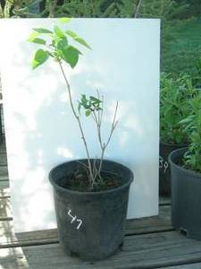 1.5 ft. Old Fashioned Lilac