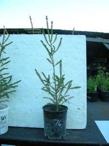 3.5 - 4 ft. White Spruce
