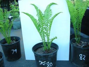 3 gallon Ostrich Fern
