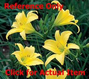 2 gallon Yellow Daylily
