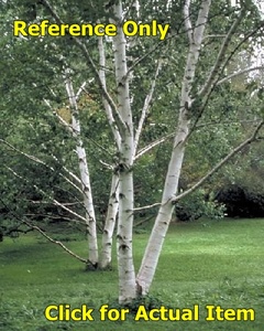 8-10 ft. White Paper Birch clump
