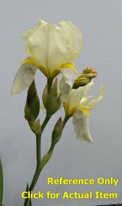 2 gallon Butter Yellow Iris