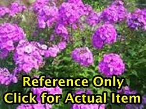 2 gallon Purple Tall Summer Garden Phlox