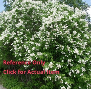 1.5 ft. White Old-Fashioned Lilac