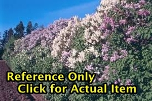 3 ft. Old Fashioned Lilac