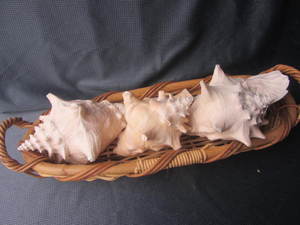 lot 77 image: Conch Shells