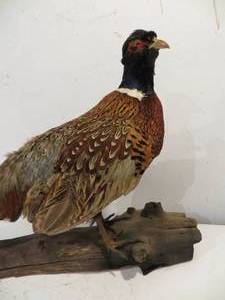 VINTAGE Taxidermy Pheasant Mount