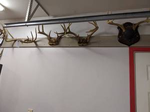 lot 810 image: ANTLERS