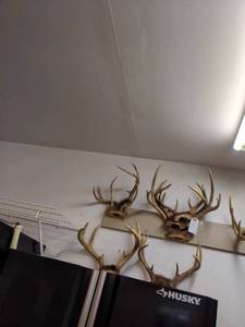 lot 809 image: ANTLERS