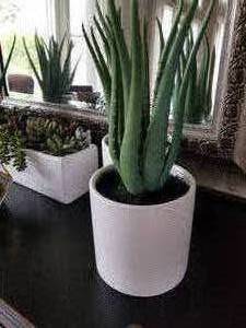 lot 66 image: Collection of Faux Cactuses