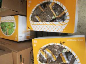lot 137 image: 3 Cases of Crinkle Easter Grass...