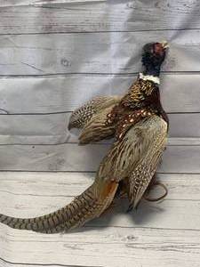 Real Pheasant Dog Training Bird