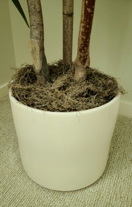 Large Potted Faux Folliage