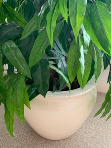 Artificial Decorative Plant