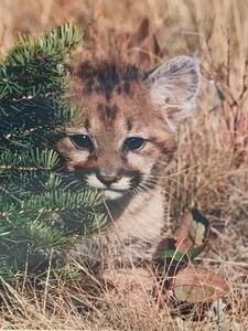 Pair of Wildlife Framed Professional Photographs