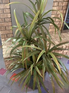 Artificial Decorative Plant