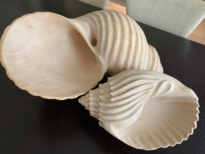 Two Carved Seashells