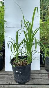 2 gallon Pampas Grass