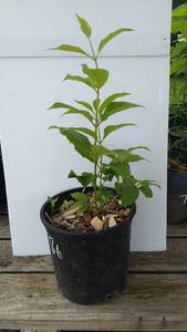 1.5 ft. Donald Wyman Canadian Lilac